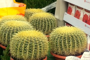 Cactus al mercato di fiori di Columbia Road